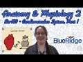 Heart Anatomy and Function Concepts