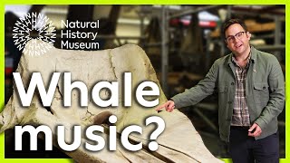 Built to sing | A closer look at sperm whales