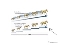 Evolutionary Concepts and Processes