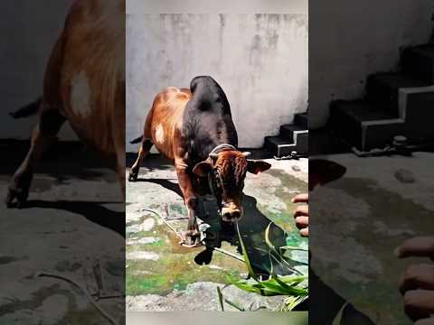 আল্লাহ তুমি করো একটু মেহেরবানি। কবুল করো আমার কুরবানী ❤️