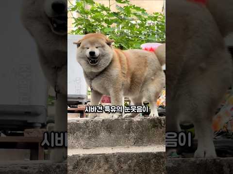 할머니 앞에서 배고프다 말하면 안되는 이유를 보여주는 시바 댕댕이