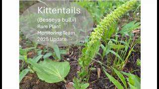 INPCA 2026   Kittentails
