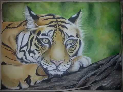 Come Colorare Una Tigre Con Le Matite Colorate Non Solo Cultura