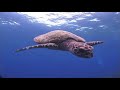 Marine Turtles and Iguanas Knowledge