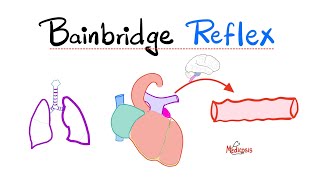 Bainbridge Reflex - Cardiopulmonary Mechanoreceptors - Vasomotor center, SNS, PNS - Cardiophysiology