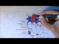 Basic Anatomy and Physiology of the Heart