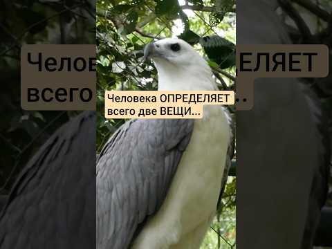 человека определяет всего две вещи #жизнь#цитатыпрожизнь