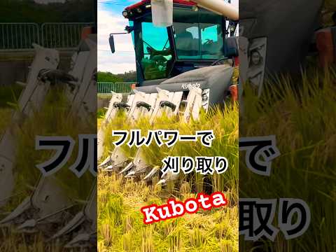 Kubota DR6130クボタの6条130馬力コンバインで刈り取りSTAR🏃