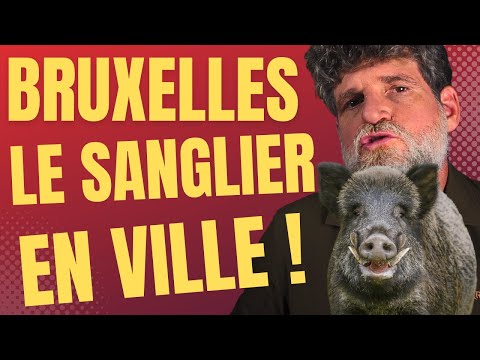 ?? Bruxelles : le sanglier en ville ! ??