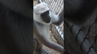 Asien bereich in der Zoom Erlebniswelt #zoo #animals #nature #tiere #trend