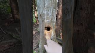 BC Pioneer’s Axe Marks Remain in Forest Tree Stumps