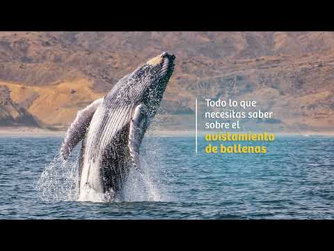 Aventuras con Ballenas 2023