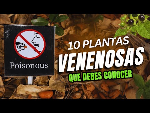 "¡Cuidado! Las 10 Plantas Más Venenosas del Mundo que Podrían Matarte"