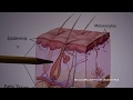Skin Health and Dermatology Concepts