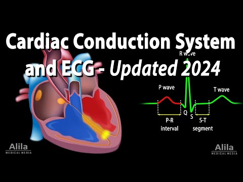 Cardiac Conduction System and Understanding ECG/EKG - Updated 2024, Animation