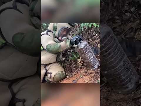 The Mysterious White Label: Asian Hornets and Humans #shorts #shortvideo