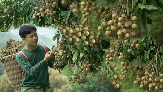 Harvest Longan To Sell At Market, Make Money To Build A New House  Live with Nature