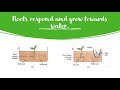 Plant Responses to Stimuli