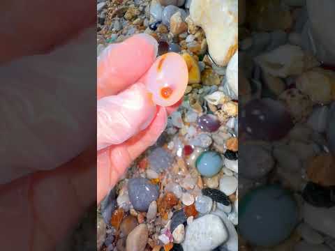 Giant Pearl Scallops vs. Freshwater Snails: Which Makes More Pearls?