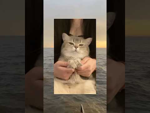 ネコがエジプトミームするとこうなる... #twitter #tiktok #おもしろ #Shorts