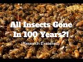 Insect Population Decline and Impact