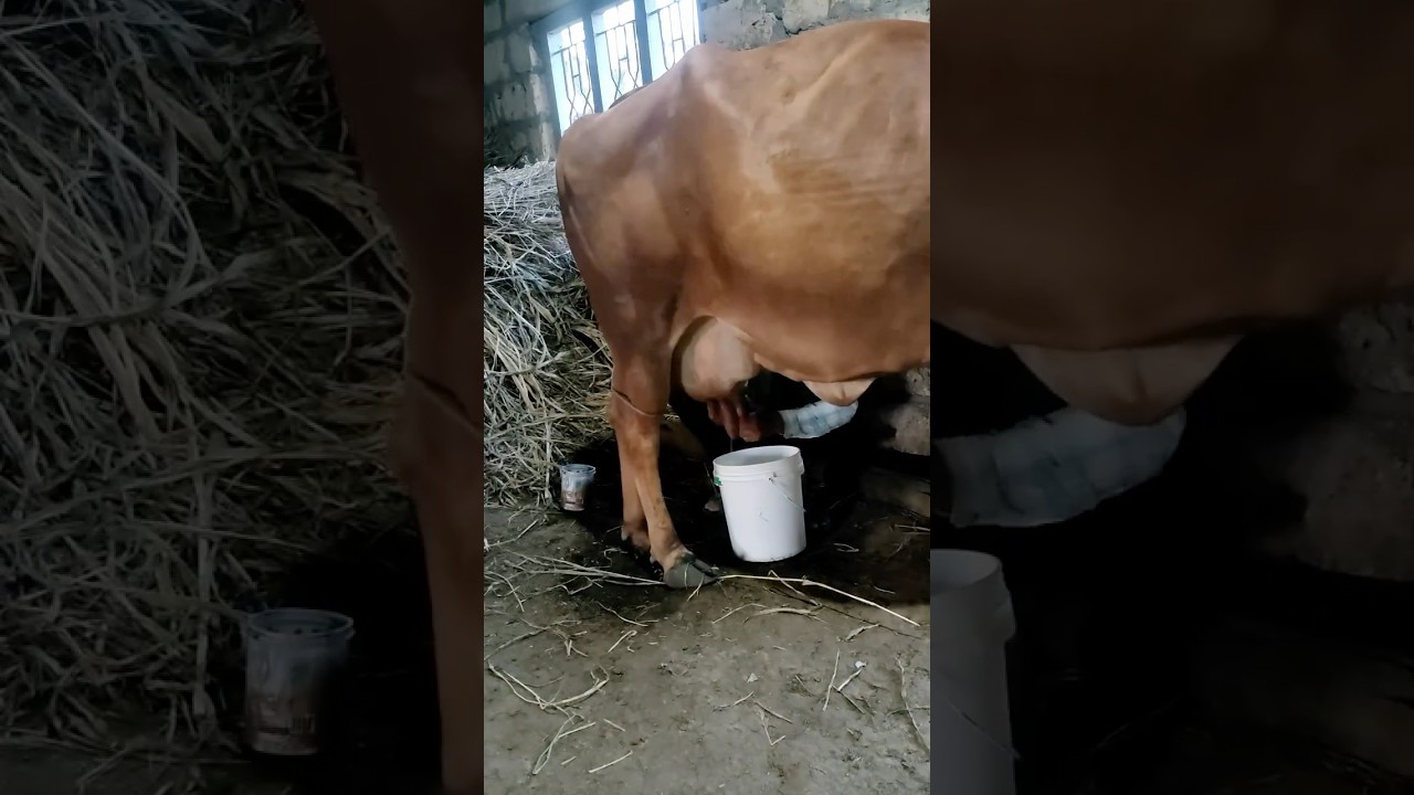 Buy Ghee with Video Proof - Order #85 Ghee Making Video