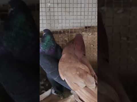 Rat ko derse sonese nabipak sallallahu alyhi vasllam ne kyu mana faemaya