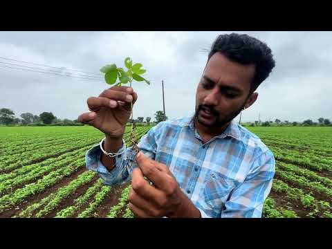 सोयबीन की खेती में पहला स्प्रे कैसे बचाए सोयबीन को सूखने से चारामार का झटका कैसे ठीक होगा