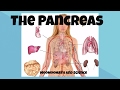 Understanding the Pancreas