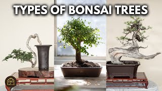 Bonsai 101 - Chapter 3: Bonsai Styles & Appearances