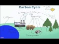 Exploring the Carbon Cycle Processes