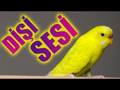 KUŞ  SESİ DİŞİ MUHABBET KUŞU SESİ KESİN ÖTECEK!!!!