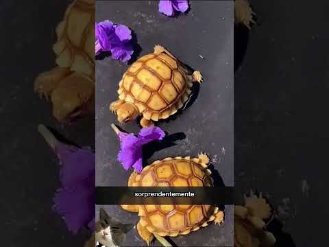 Esta Tortuga Pedía Ayuda, Y Lo Que Encontró Lo Dejo Sin Palabras 😔