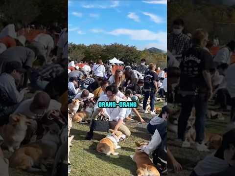 Festival Ini Cuma Buat Anjing Corgi
