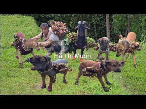 Vietnamese girl with dog and goat brings taro to market to sell for a living - ha thi muon