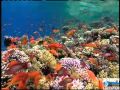 Deep Sea Ecosystem Knowledge Assessment