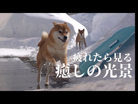 除雪したての庭へ柴犬を誘う/冬の幸せな1ページが、これ。