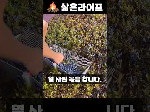 열 사람 몫을 혼자 해냅니다
