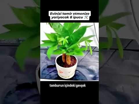 Deneyin Derim