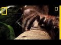 Goliath Tarantula Facts and Myths