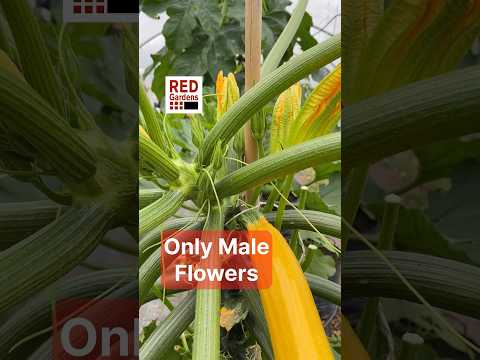 Only Male Flowers #courgette #zucchini #stress #pollination #growbags #polytunnel