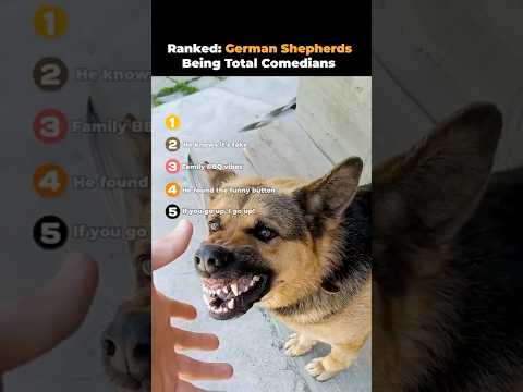 Ranked- German Shepherds Being Total Comedians 🐾