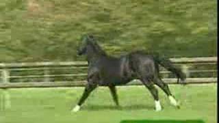 Dressage-My december