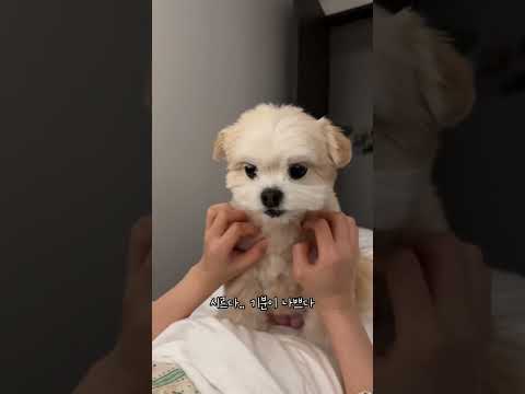 아빠만 좋아하는 강아지