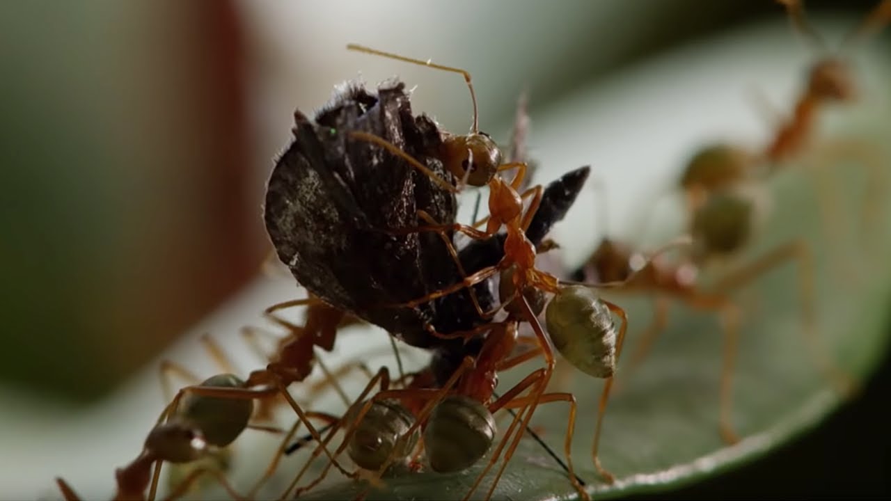 Ant Fortress Under Attack! Life Story BBC