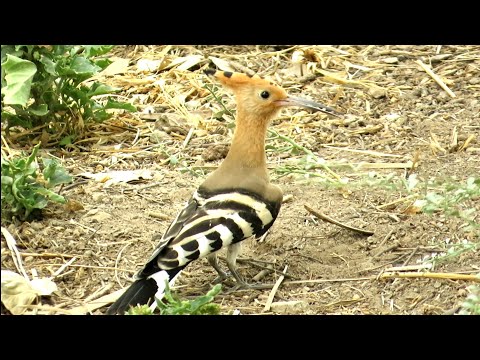 Hoopoe Hud Hud Facts || Hoopoe Bird Habitat