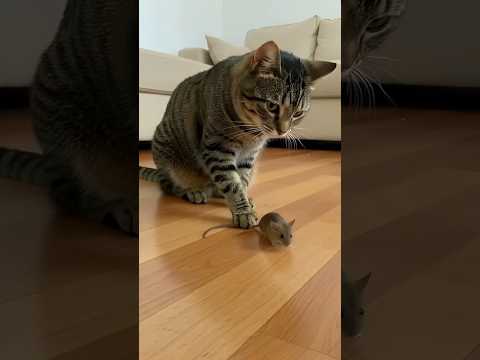 The Cat Caught the Mouseโฆ But Itโs Not What You Expect ๐ฑ๐ญ #catandmouse #funny #trending