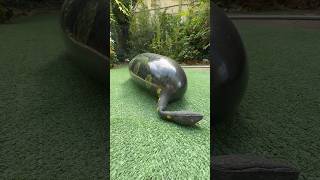 Watch Snake Pop💥