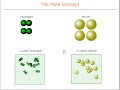 Atomic Mass and Mole Concepts