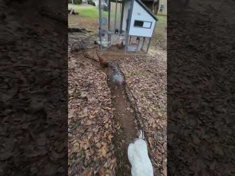 006 Chickens on a Mission #backyardchickens #chickentunnel #chickenrun #chickens #raisingchickens
